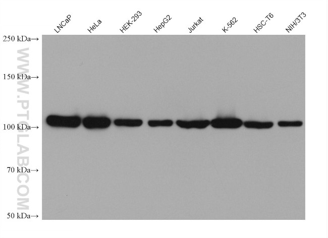 p115, USO1 Antibody in Western Blot (WB)