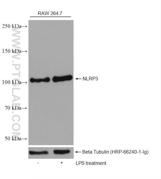 NLRP3 Antibody in Western Blot (WB)