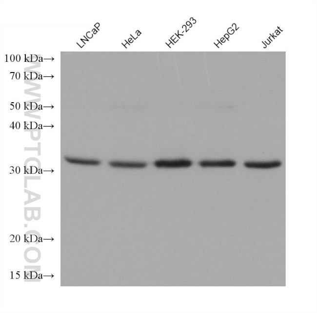 GDA Antibody in Western Blot (WB)