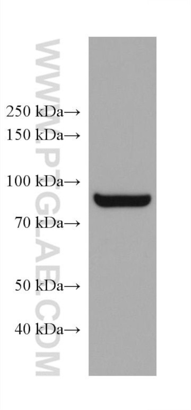 ADAM8 Antibody in Western Blot (WB)