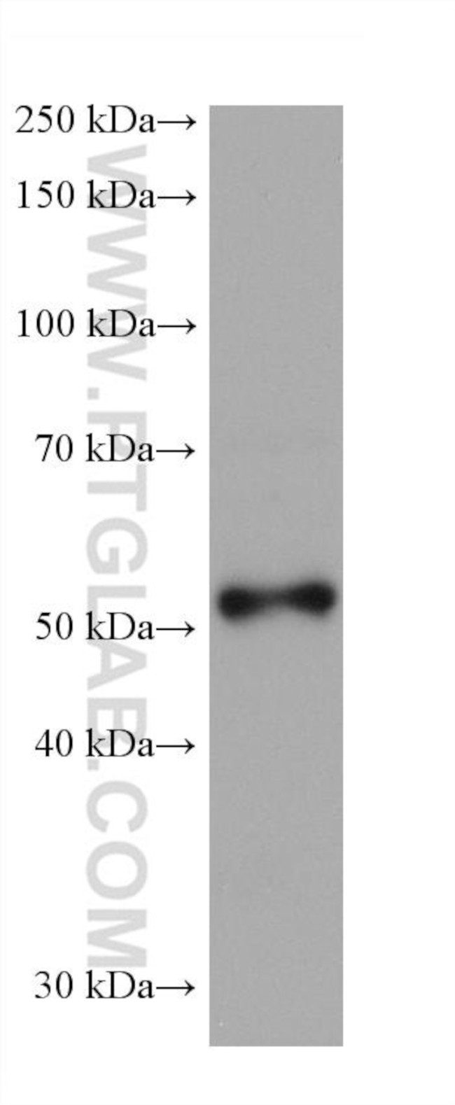 DCT Antibody in Western Blot (WB)