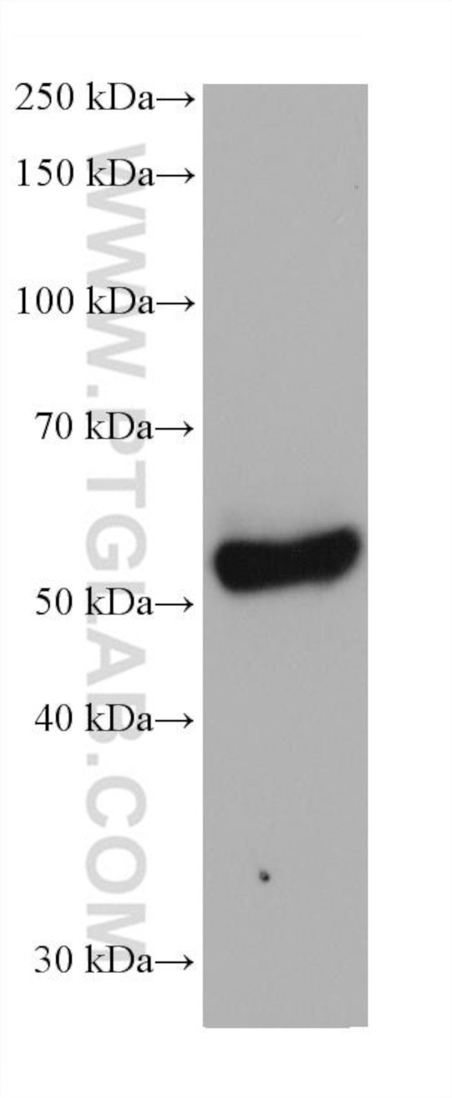 DCT Antibody in Western Blot (WB)