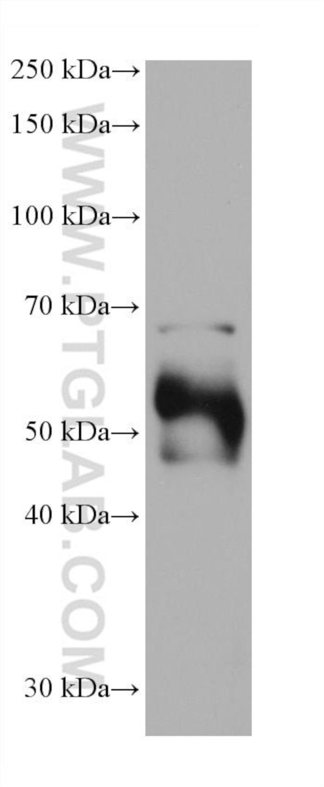 DCT Antibody in Western Blot (WB)