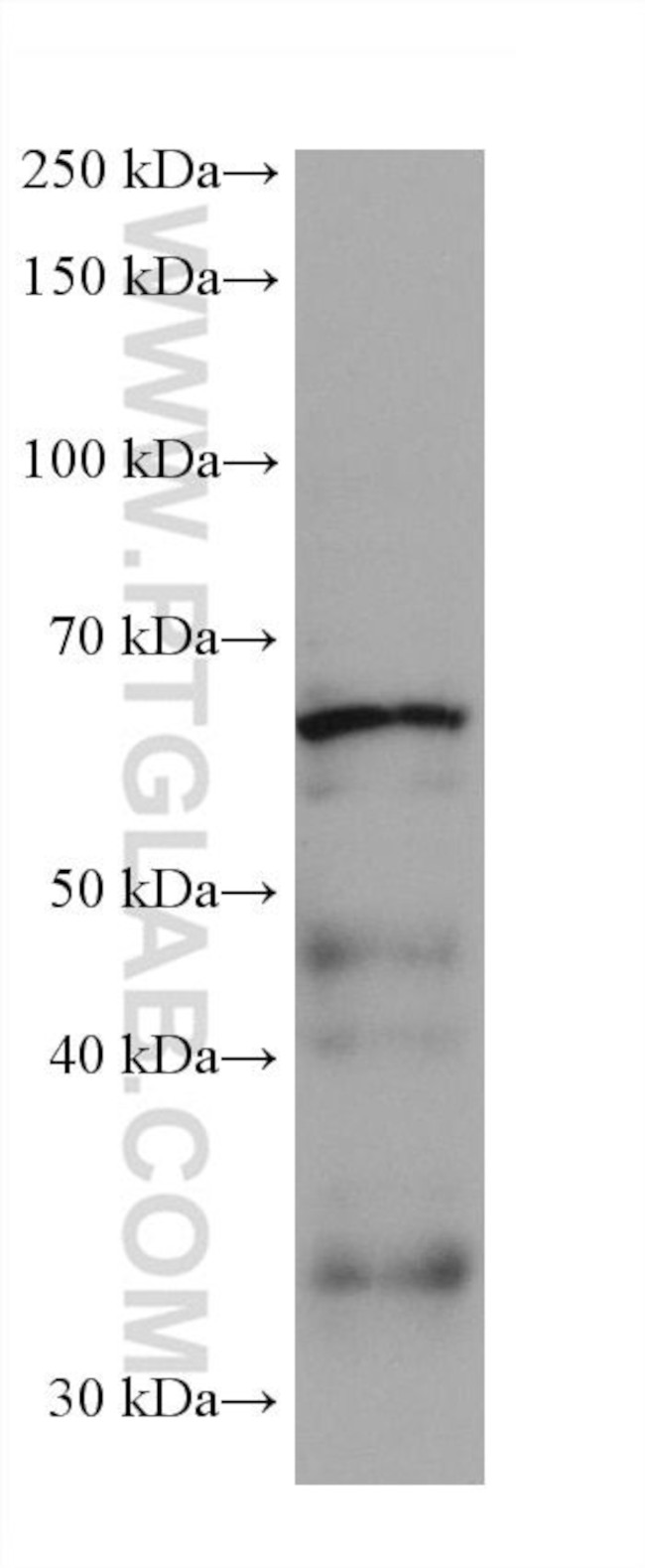 DCT Antibody in Western Blot (WB)