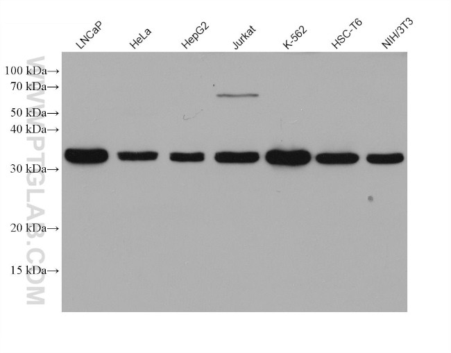 PGAM5 Antibody in Western Blot (WB)