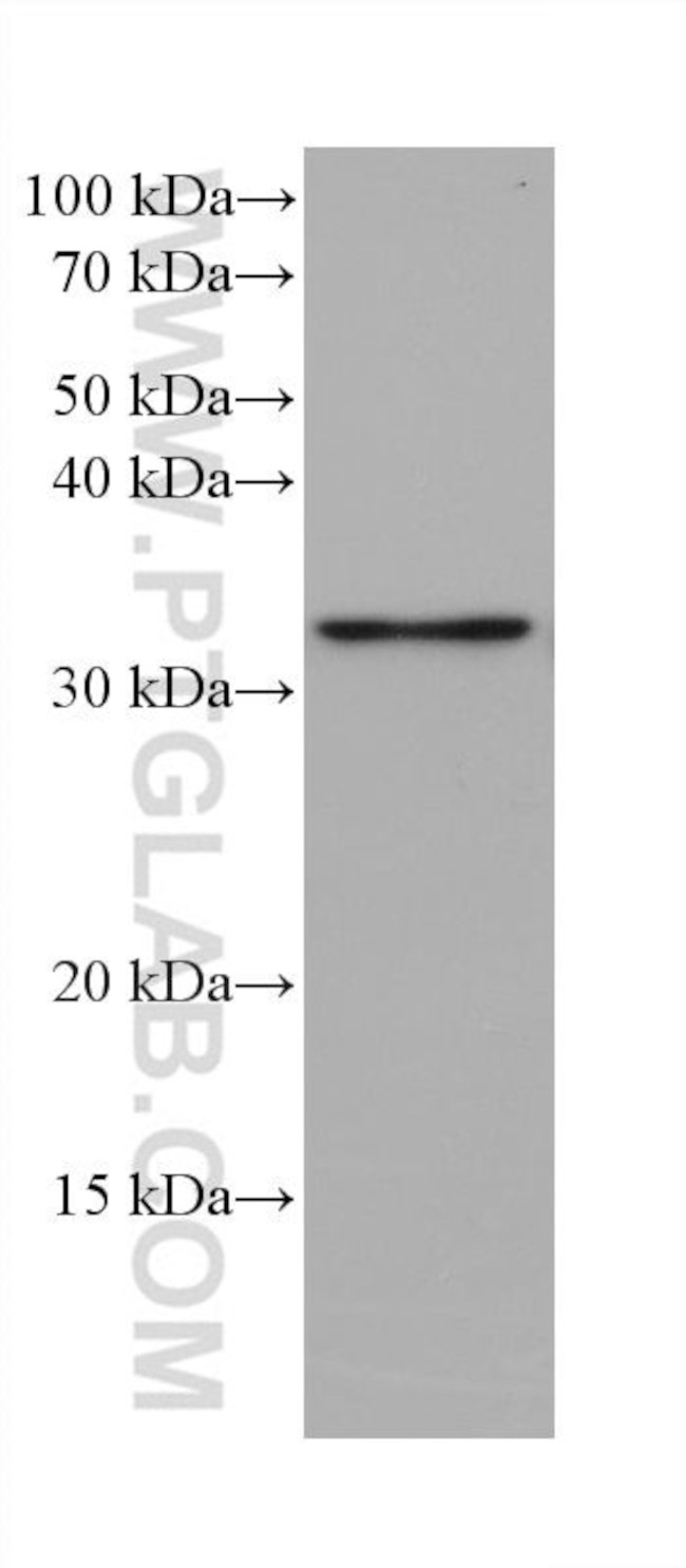 PGAM5 Antibody in Western Blot (WB)