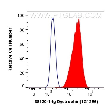 Dystrophin Antibody in Flow Cytometry (Flow)