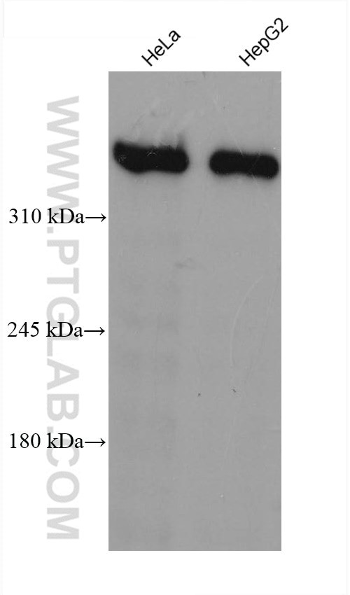 Dystrophin Antibody in Western Blot (WB)