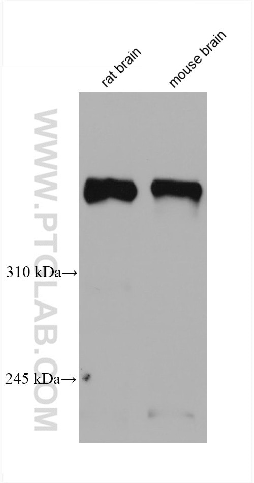 Dystrophin Antibody in Western Blot (WB)