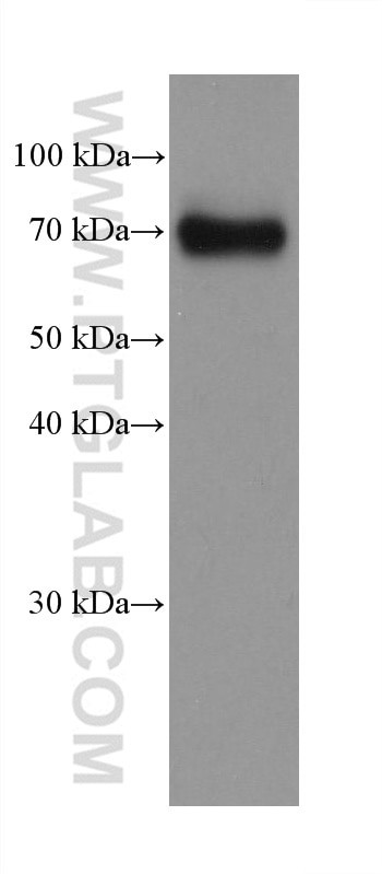 Dystrophin Antibody in Western Blot (WB)