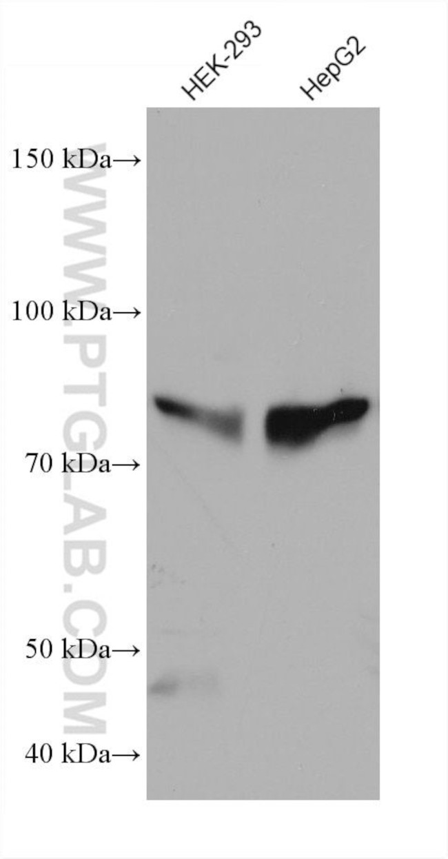 MAN1B1 Antibody in Western Blot (WB)