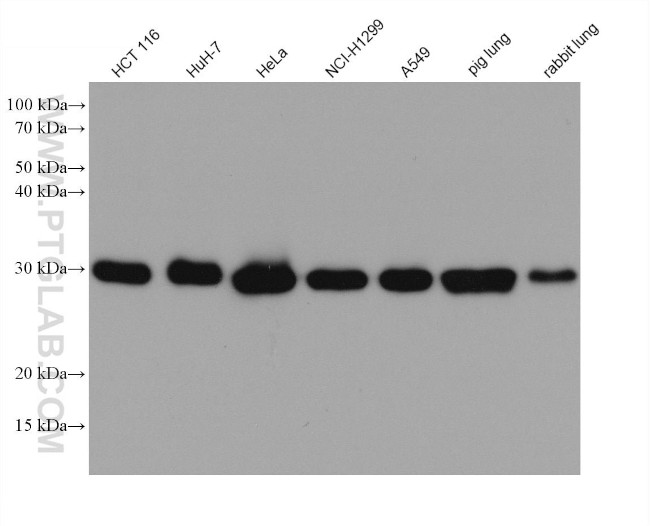 PSMA8 Antibody in Western Blot (WB)