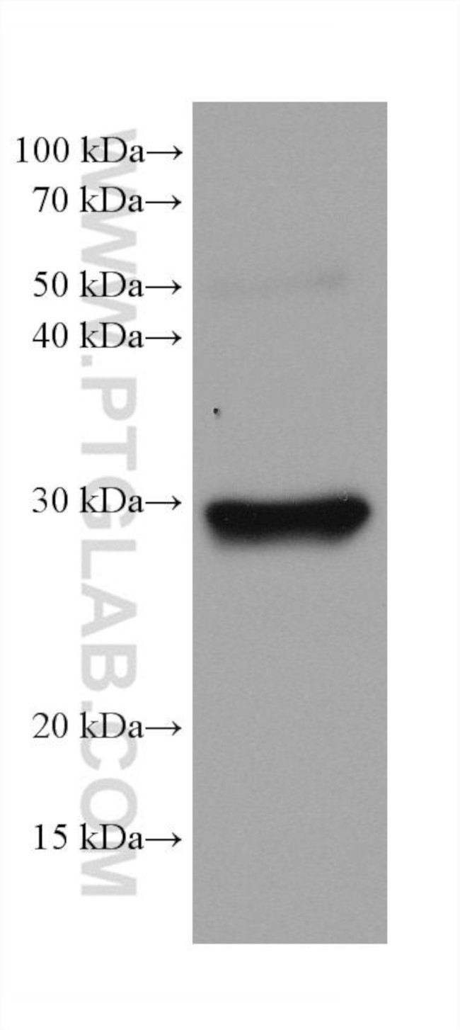 PSMA8 Antibody in Western Blot (WB)