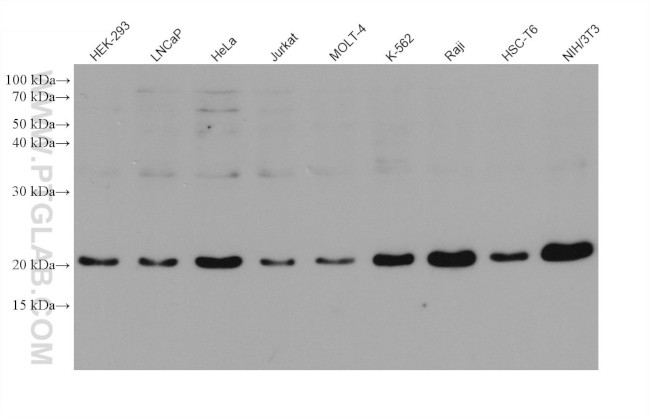 RAP1A Antibody in Western Blot (WB)