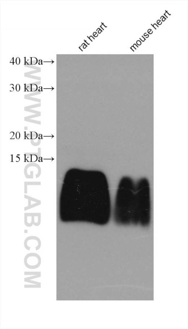 ATP5J2 Antibody in Western Blot (WB)