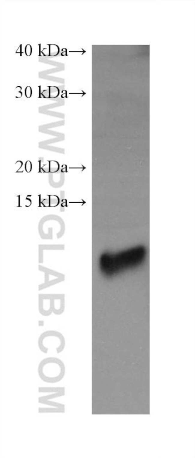 ATP5J2 Antibody in Western Blot (WB)