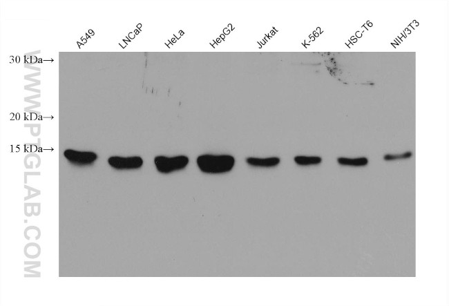 MYDGF/C19orf10 Antibody in Western Blot (WB)