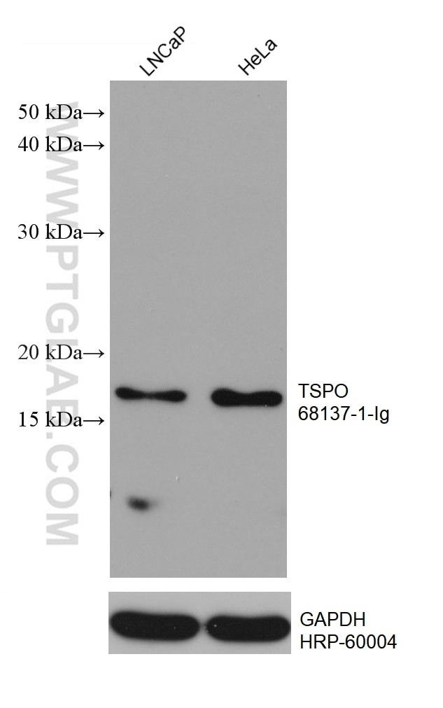 TSPO Antibody in Western Blot (WB)