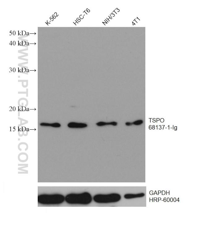 TSPO Antibody in Western Blot (WB)