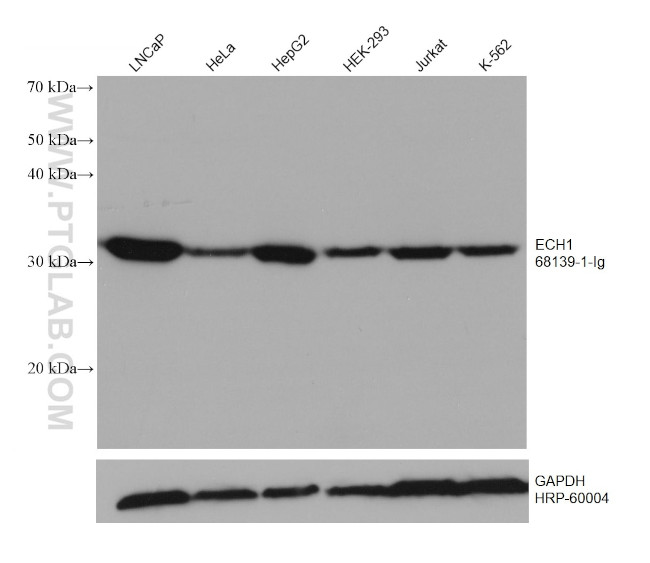 ECH1 Antibody in Western Blot (WB)