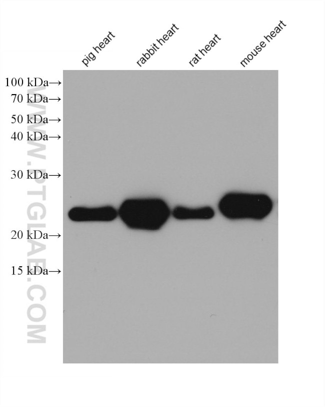 MYL6 Antibody in Western Blot (WB)