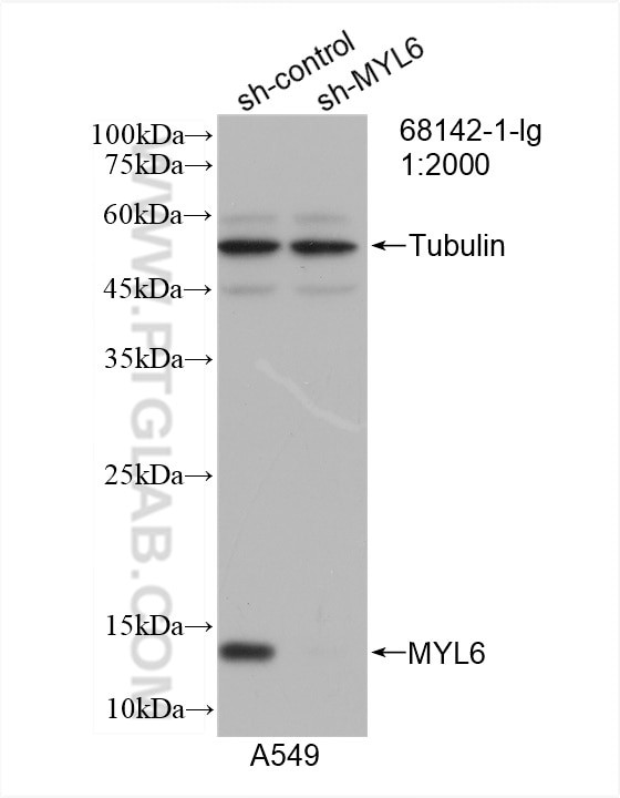 MYL6 Antibody in Western Blot (WB)