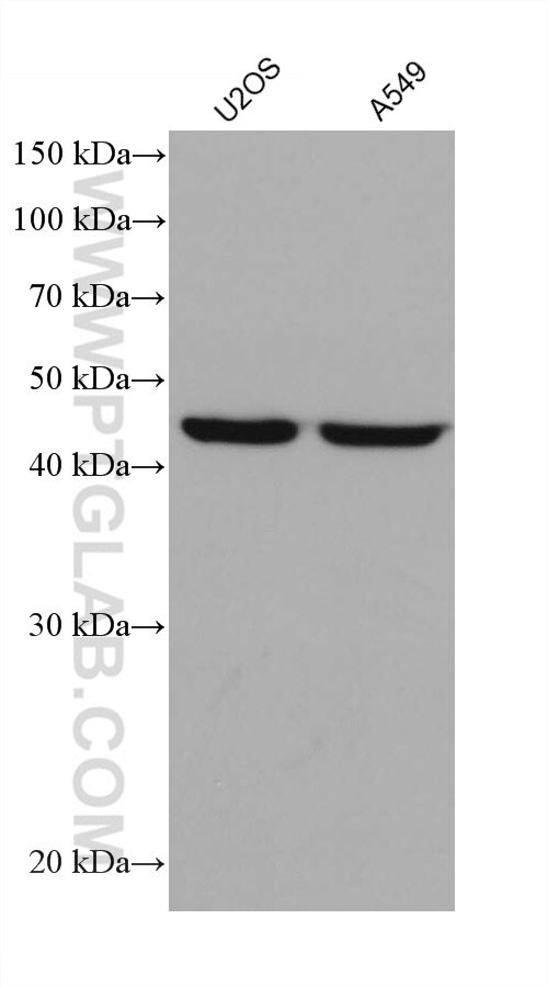 EEF1G Antibody in Western Blot (WB)