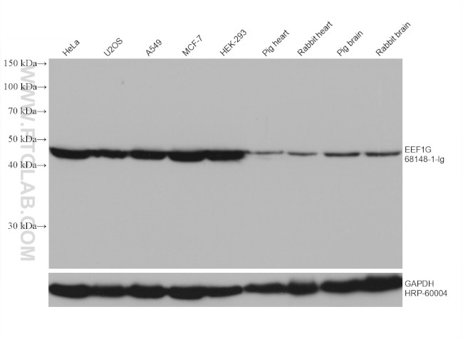 EEF1G Antibody in Western Blot (WB)