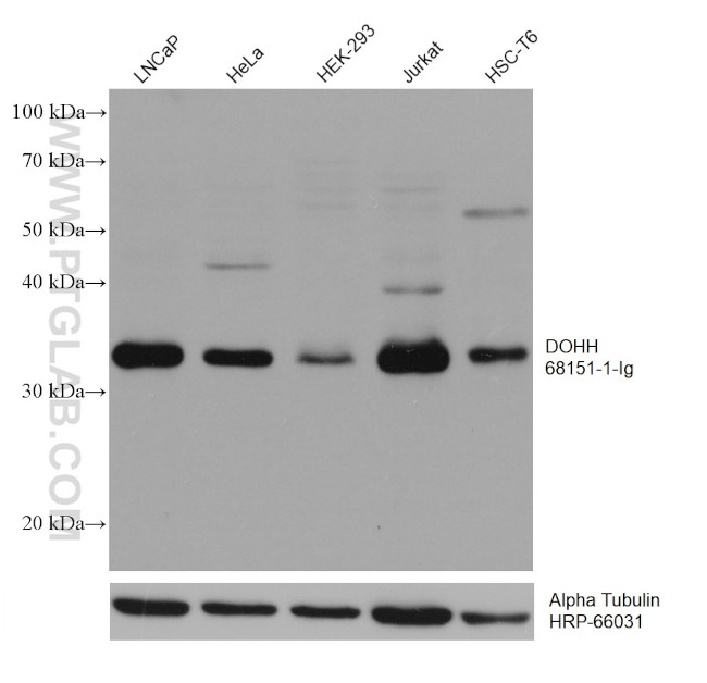 DOHH Antibody in Western Blot (WB)