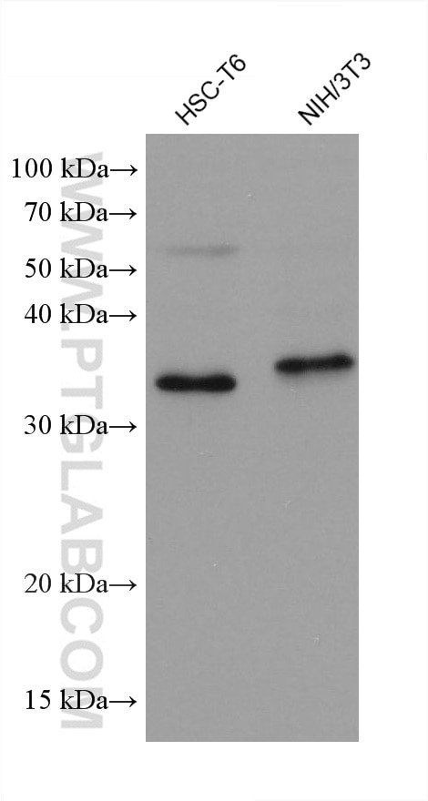 DOHH Antibody in Western Blot (WB)