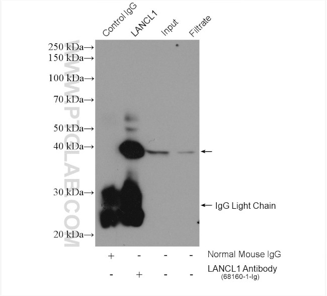LANCL1 Antibody in Immunoprecipitation (IP)