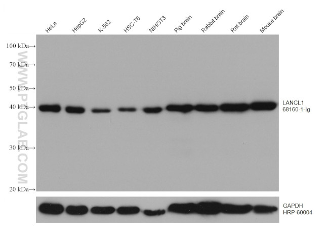 LANCL1 Antibody in Western Blot (WB)