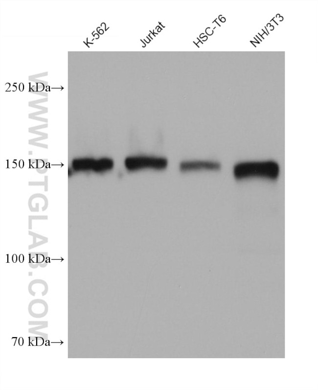 USP36 Antibody in Western Blot (WB)