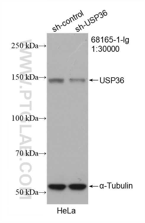 USP36 Antibody in Western Blot (WB)