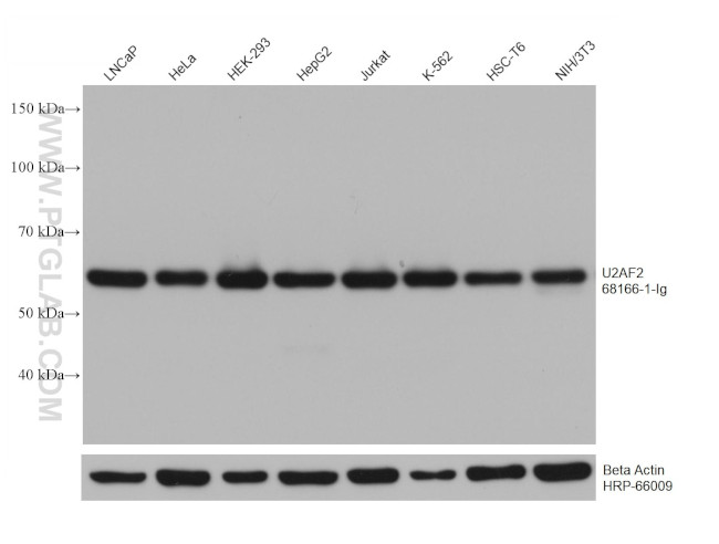 U2AF2 Antibody in Western Blot (WB)