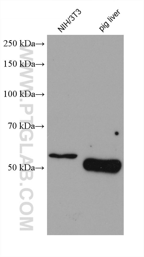 MRPP3 Antibody in Western Blot (WB)