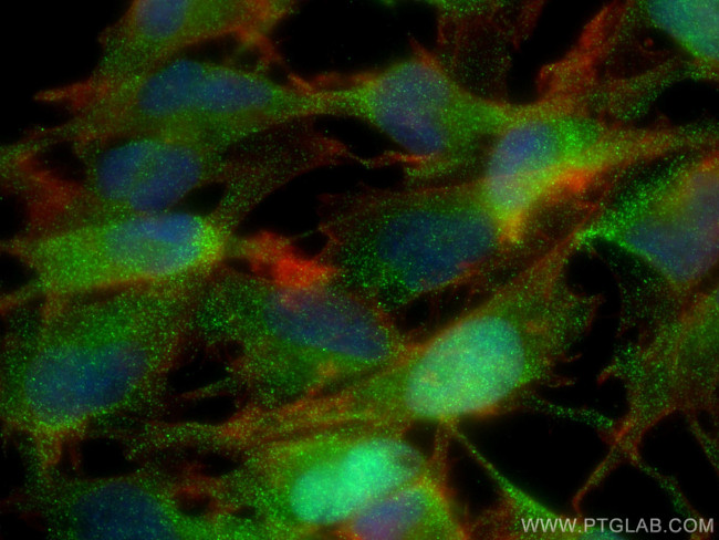 NIT2 Antibody in Immunocytochemistry (ICC/IF)