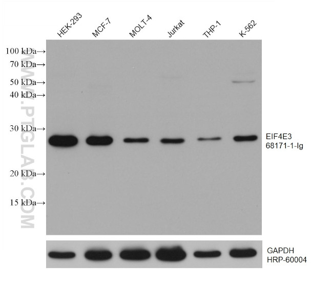 EIF4E3 Antibody in Western Blot (WB)