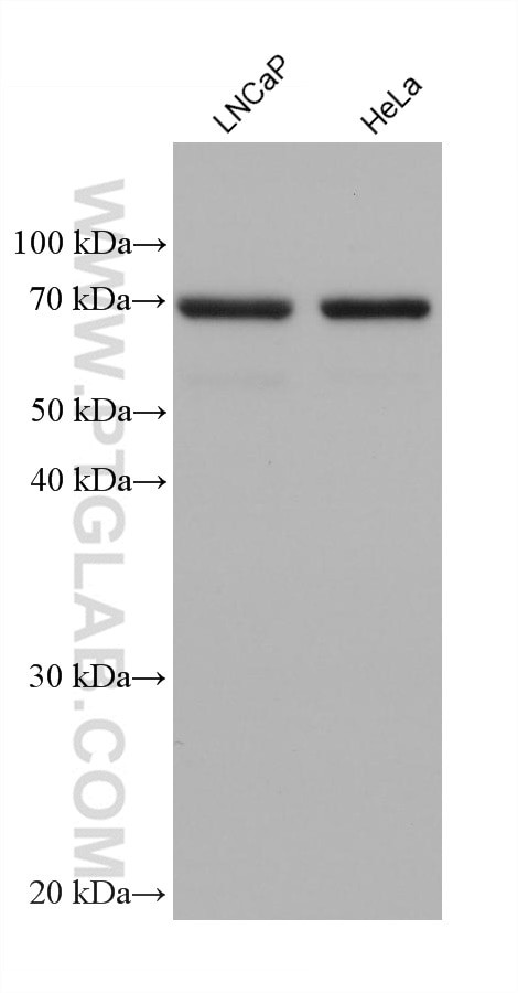 GPD2 Antibody in Western Blot (WB)