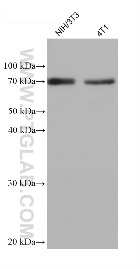 GPD2 Antibody in Western Blot (WB)