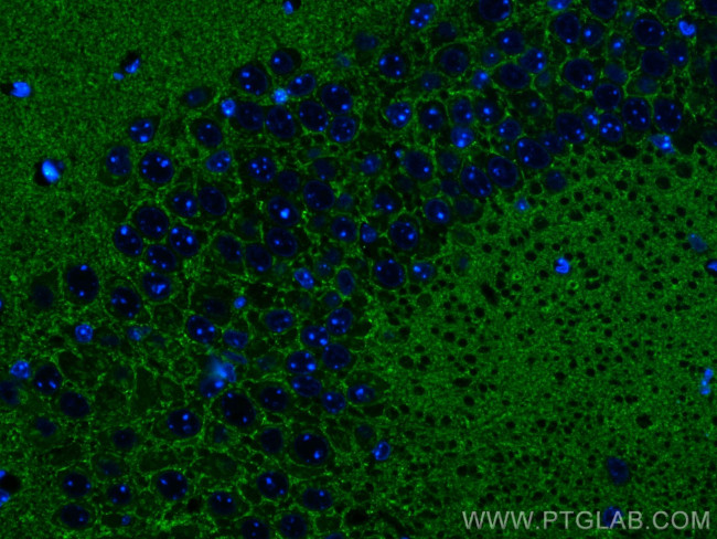 SYNGR1 Antibody in Immunohistochemistry (PFA fixed) (IHC (PFA))