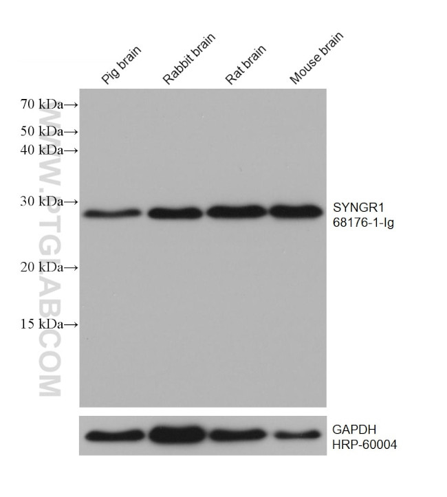 SYNGR1 Antibody in Western Blot (WB)