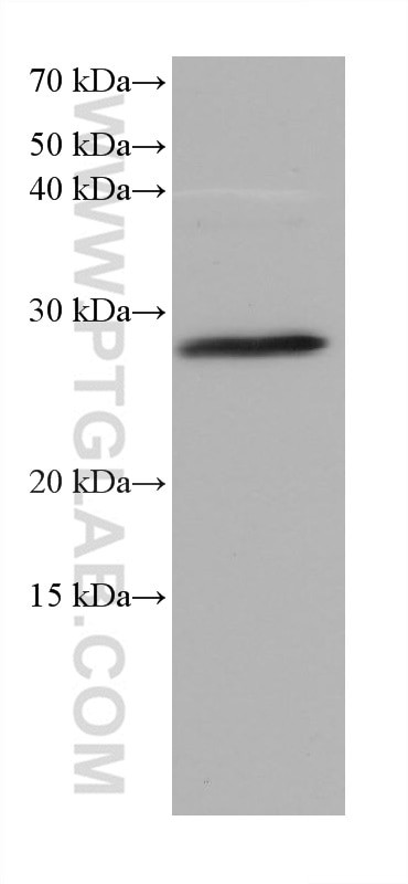 SYNGR1 Antibody in Western Blot (WB)