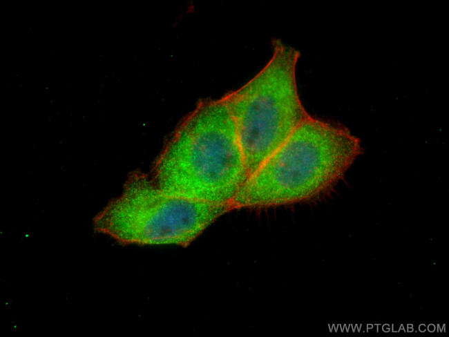 NSFL1C Antibody in Immunocytochemistry (ICC/IF)