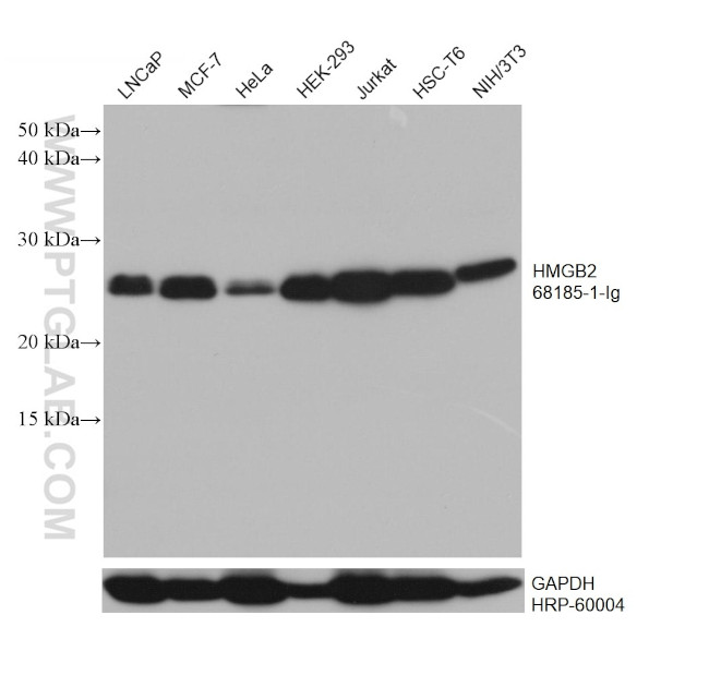 HMGB2 Antibody in Western Blot (WB)