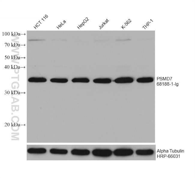 PSMD7 Antibody in Western Blot (WB)