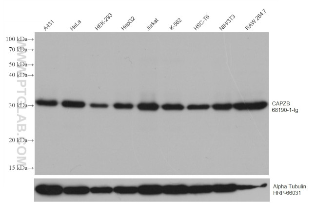 CAPZB Antibody in Western Blot (WB)