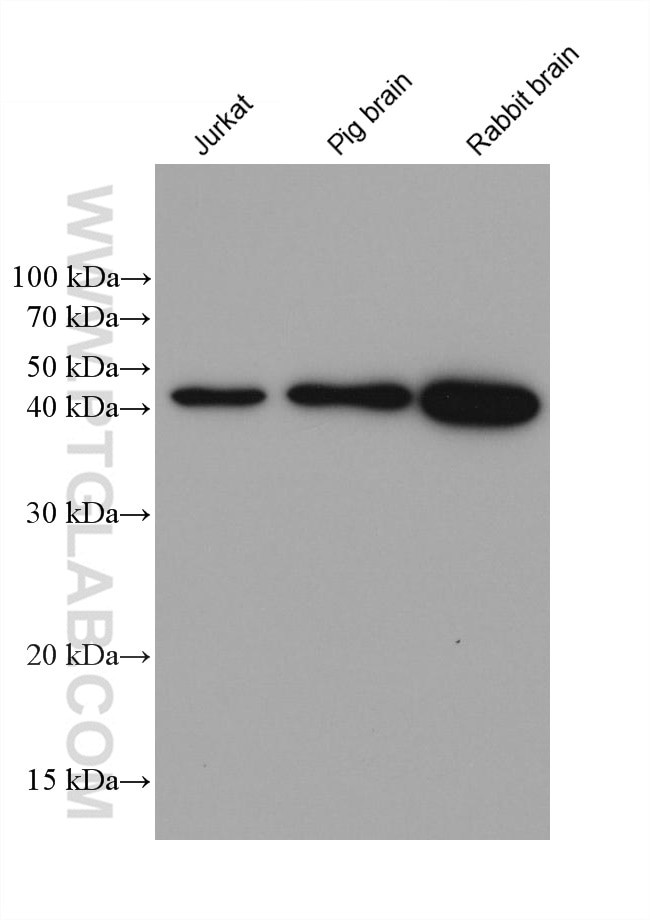 GNAQ Antibody in Western Blot (WB)