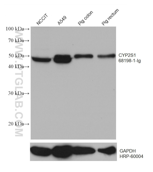 CYP2S1 Antibody in Western Blot (WB)