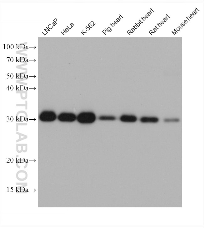 PSMA4 Antibody in Western Blot (WB)